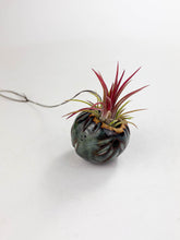 Load image into Gallery viewer, Small Kurinuki Ceramic Air Plant Holder – Hand-Carved Mini Planter with Included Air Plant