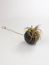 Load image into Gallery viewer, Small Kurinuki Ceramic Air Plant Holder – Hand-Carved Mini Planter with Included Air Plant