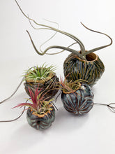 Load image into Gallery viewer, Small Kurinuki Ceramic Air Plant Holder – Hand-Carved Mini Planter with Included Air Plant