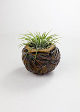 Load image into Gallery viewer, Large Kurinuki Carved Ceramic Air Plant Holder – Includes Air Plant | Handcrafted Textured Pot
