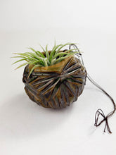 Load image into Gallery viewer, Large Kurinuki Carved Ceramic Air Plant Holder – Includes Air Plant | Handcrafted Textured Pot

