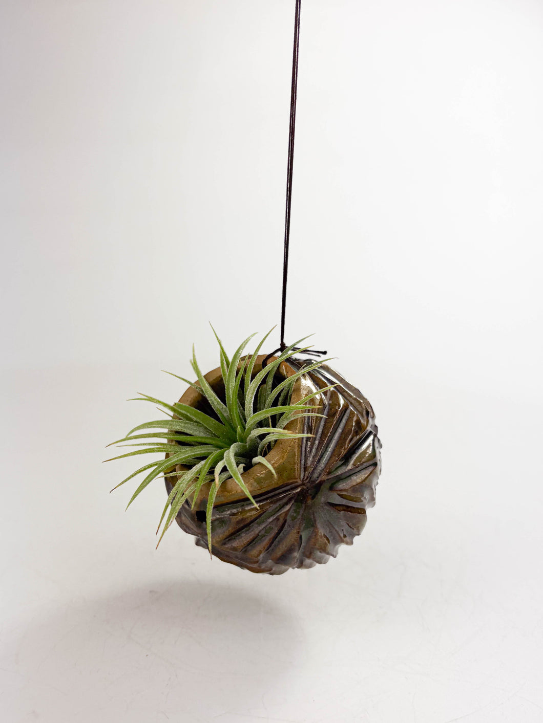 Large Kurinuki Carved Ceramic Air Plant Holder – Includes Air Plant | Handcrafted Textured Pot