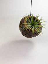 Load image into Gallery viewer, Large Kurinuki Carved Ceramic Air Plant Holder – Includes Air Plant | Handcrafted Textured Pot
