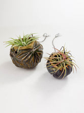 Load image into Gallery viewer, Large Kurinuki Carved Ceramic Air Plant Holder – Includes Air Plant | Handcrafted Textured Pot
