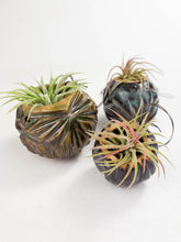 Load image into Gallery viewer, Large Kurinuki Carved Ceramic Air Plant Holder – Includes Air Plant | Handcrafted Textured Pot
